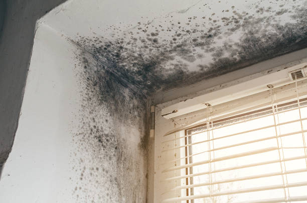 Trusted Attic Mold Removal service in Neptune, NJ - Cheap Mold Removal